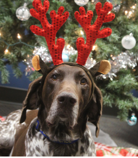 Obi attempts to disguise himself as a reindeer.